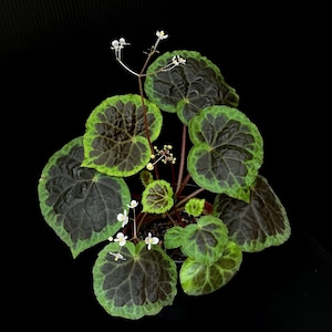 GRAINES Bégonia sp. dongoranensis