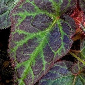 GRAINES Bégonia sp. Sumatra-Utara