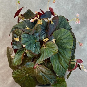 SEEDS Begonia sp. Tuberous Blue