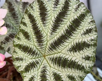 SEMILLAS Begonia arachnoidea