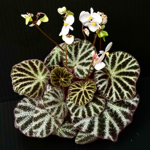 SEEDS Begonia ninmingensis ’Bella’