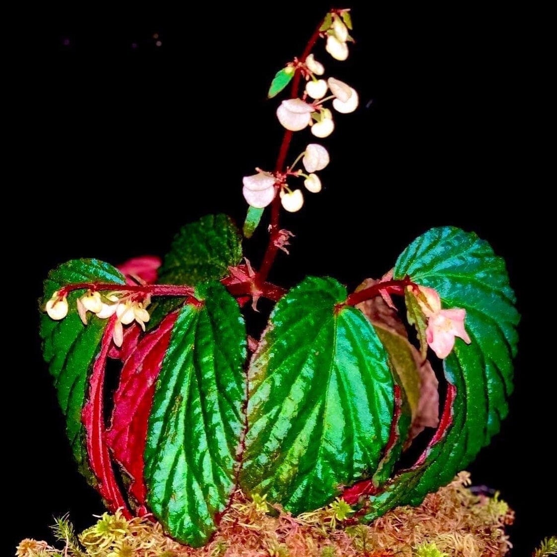 Rare begonias - Etsy 日本