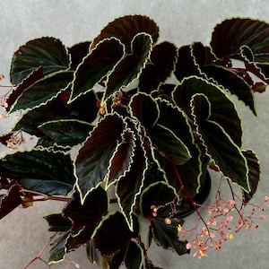 SEMILLAS Begonia darthvaderiana