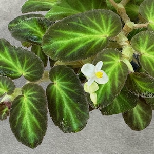SAMEN Begonia thelmae