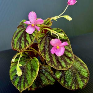 SAMEN Begonia picta