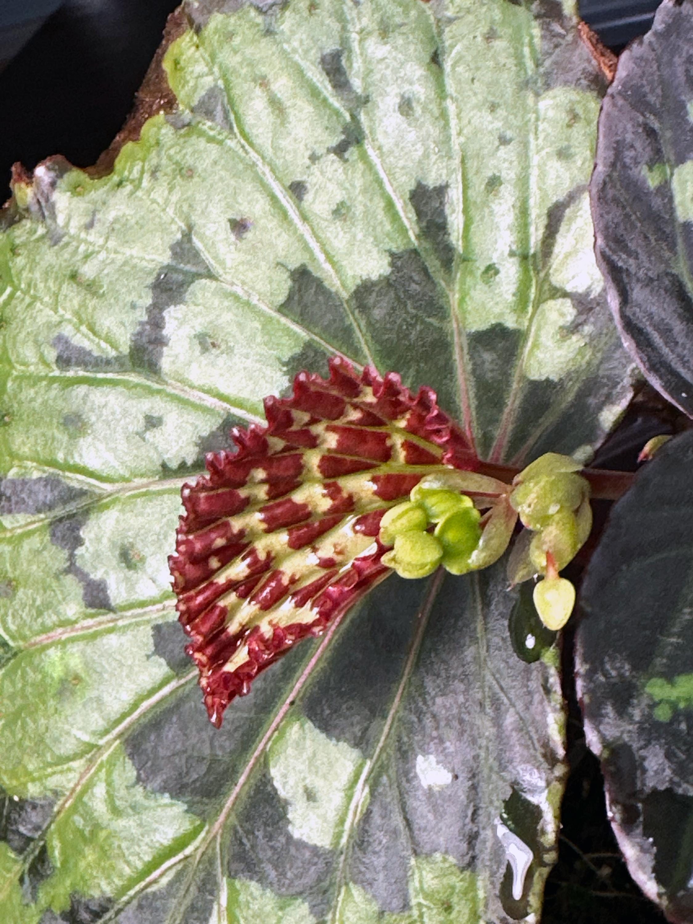 Spotted Philodendron - Etsy Canada