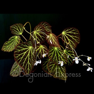 ZADEN Begonia chloroneura