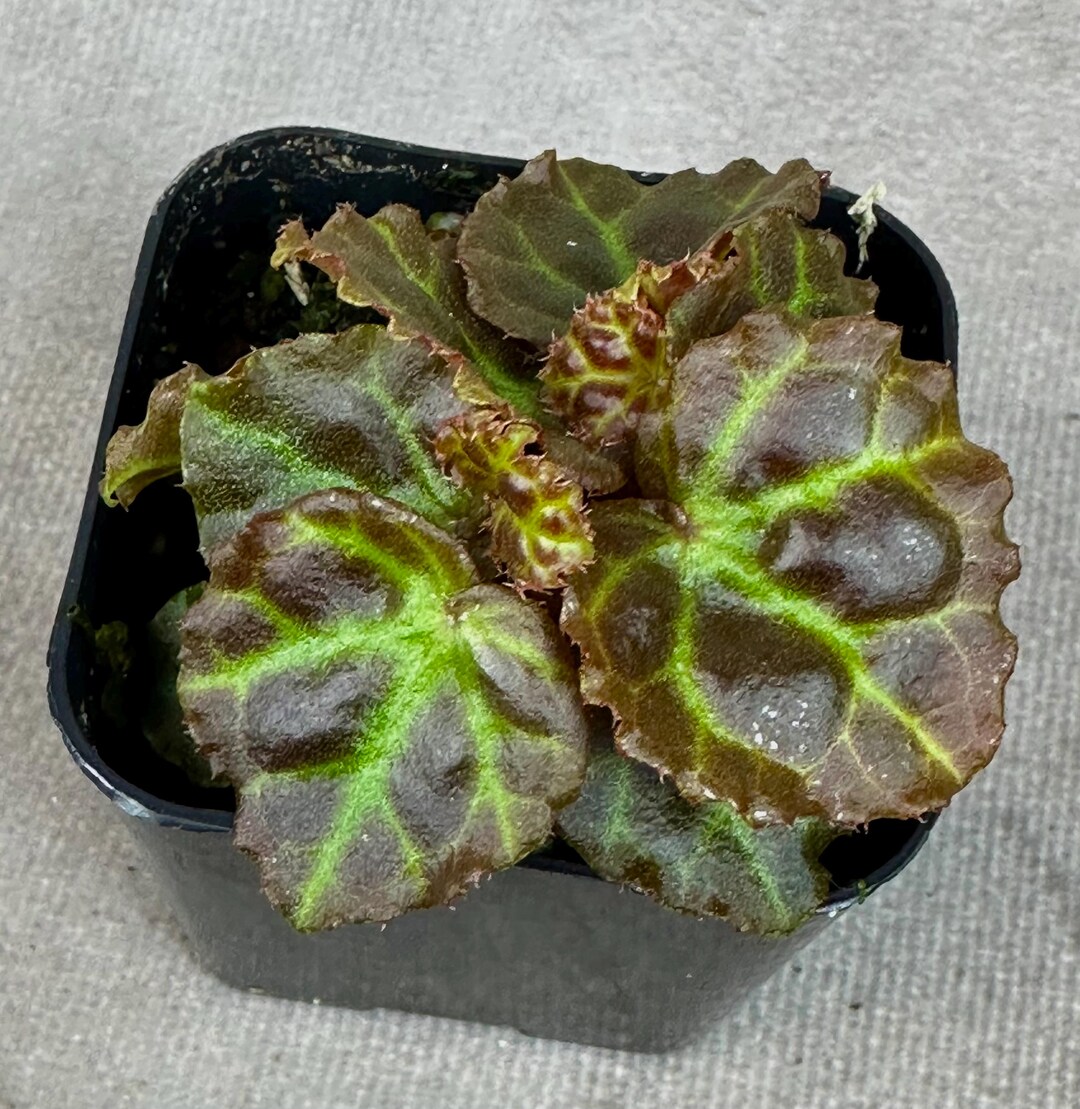 LIVE PLANT Begonia Rajah Dwarf
