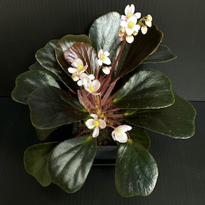 GRAINES Begonia blancii « forme foncée »