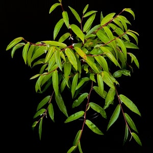 SEEDS Begonia polygonoides