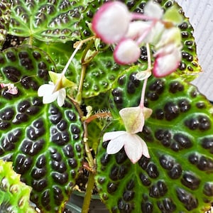 SEEDS Begonia dracopelta