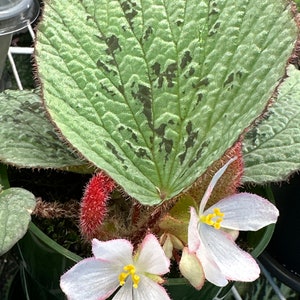 GRAINES Begonia holosericea