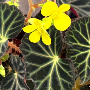 SEEDS Begonia pearcei