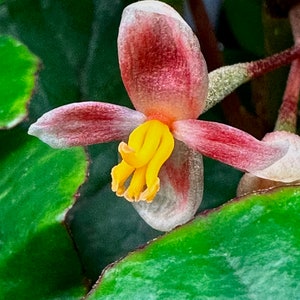 GRAINES Begonia letestui