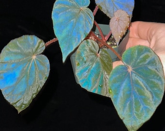 RARE Rex Begonia 'Midnight Magic' Blue Iridescent Orange fuzzy