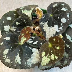 ZADEN Begonia aurantiflora