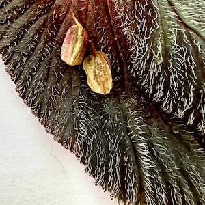 SEEDS Begonia lambii