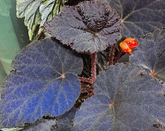 SEEDS Begonia U485