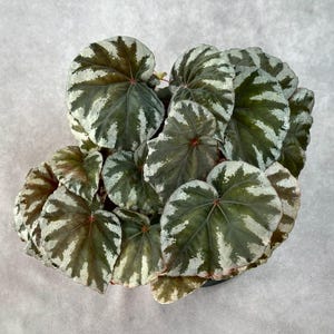 GRAINES Begonia koksunii