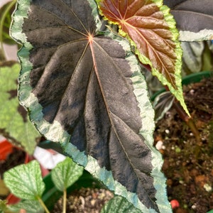 GRAINES Begonia baramensis
