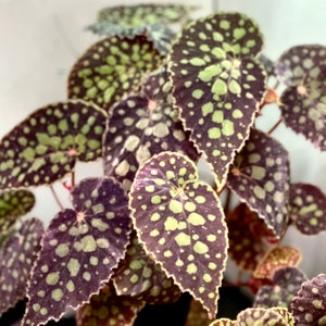 SEEDS Begonia chlorosticta