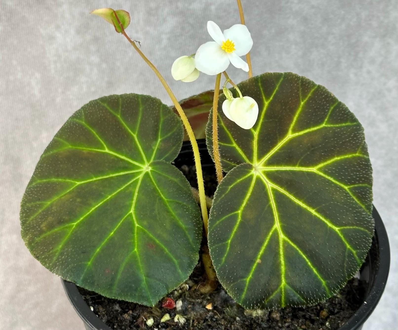 Begonia ferox - Etsy 日本