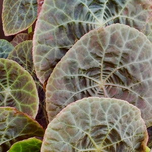 GRAINES Begonia goegoensis