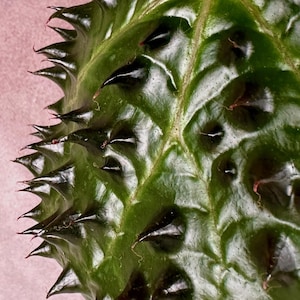 週末セール　怪奇植物 ベゴニア　フェロックス　激レア　希少植物　② セール怪奇植物 ベゴニア フェロックス 激レア 希少植物 ③