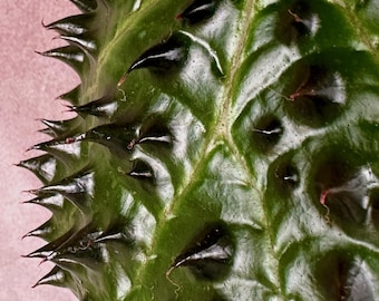 強烈なベゴニア - ベゴニア フェロックス - 希少植物種