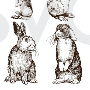Może przedstawiać: Cztery czarno-białe rysunki królików w różnych pozach. Króliki są narysowane w realistycznym stylu i mają szczegółowe futro.