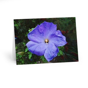 Blau Lila Hibiskus Blumen Grußkarten (5er Pack)