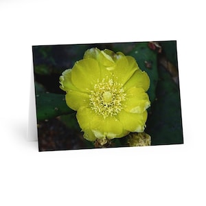 Gelbe Kaktus-Blumen-Grußkarten (5er Pack)