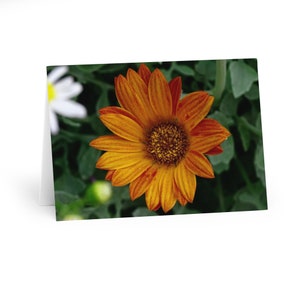 Biglietti d'auguri con fiori di calendula (confezione da 5)