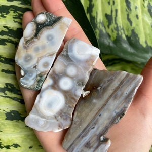 8th Vein Ocean Jasper Polished Slab - Madagascar Orbicular Jasper