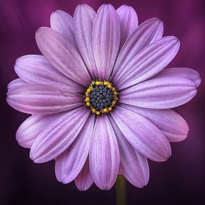 Kit di pittura a diamante fai da te "Margherita viola"