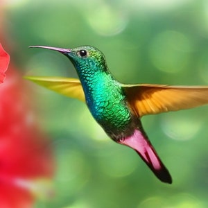 Hummingbird Full Drill DIY Diamond Painting Kit