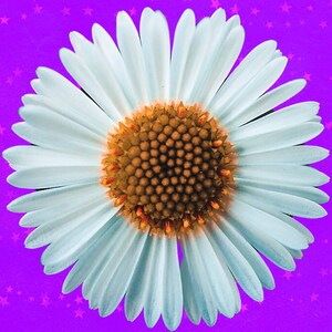 Gänseblümchen Blüte Vollbohrer Diamant Malerei Set