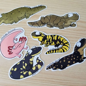 Ambystoma Salamander Stickers || Tiger Salamanders || Bundle Of 6 Species