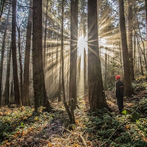 May include: A person stands in a woodland with tall trees and sunlight shining through the branches. The person is wearing a red hat and is looking towards the light.