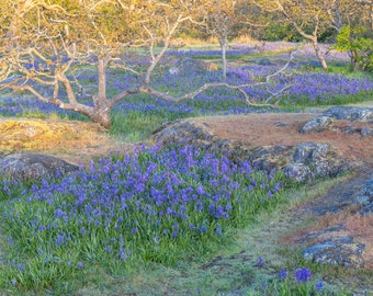 Flores de Camas Púrpuras en Victoria BC - Arte floral de primavera, decoración costera, arte floral púrpura, decoración de escena pacífica, decoración del hogar