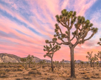 Joshua Tree National Park Sunset, Desert Landscape Wall Art wall decor, Desert Photography Print, Southern California Wall Art