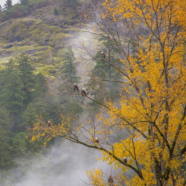 Congregation of Eagles at Goldstream Park,Victoria BC.  Eagle Canvas Wall Art Design, Print Decor for Home Decoration, CANVAS READY to Hang