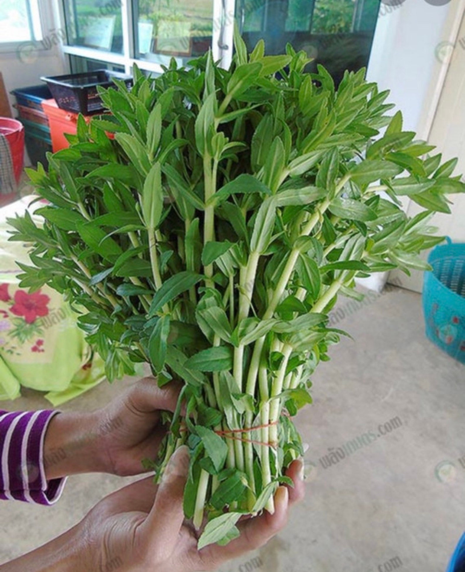 Rice Paddy Herb Seeds Limnophila Aromatica Seeds Etsy rice-paddy-herb-seeds-limnophila-aromatica-seeds-etsy