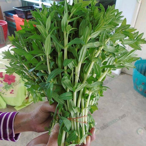 Rice Paddy herb Seeds, Limnophila aromatica seeds,