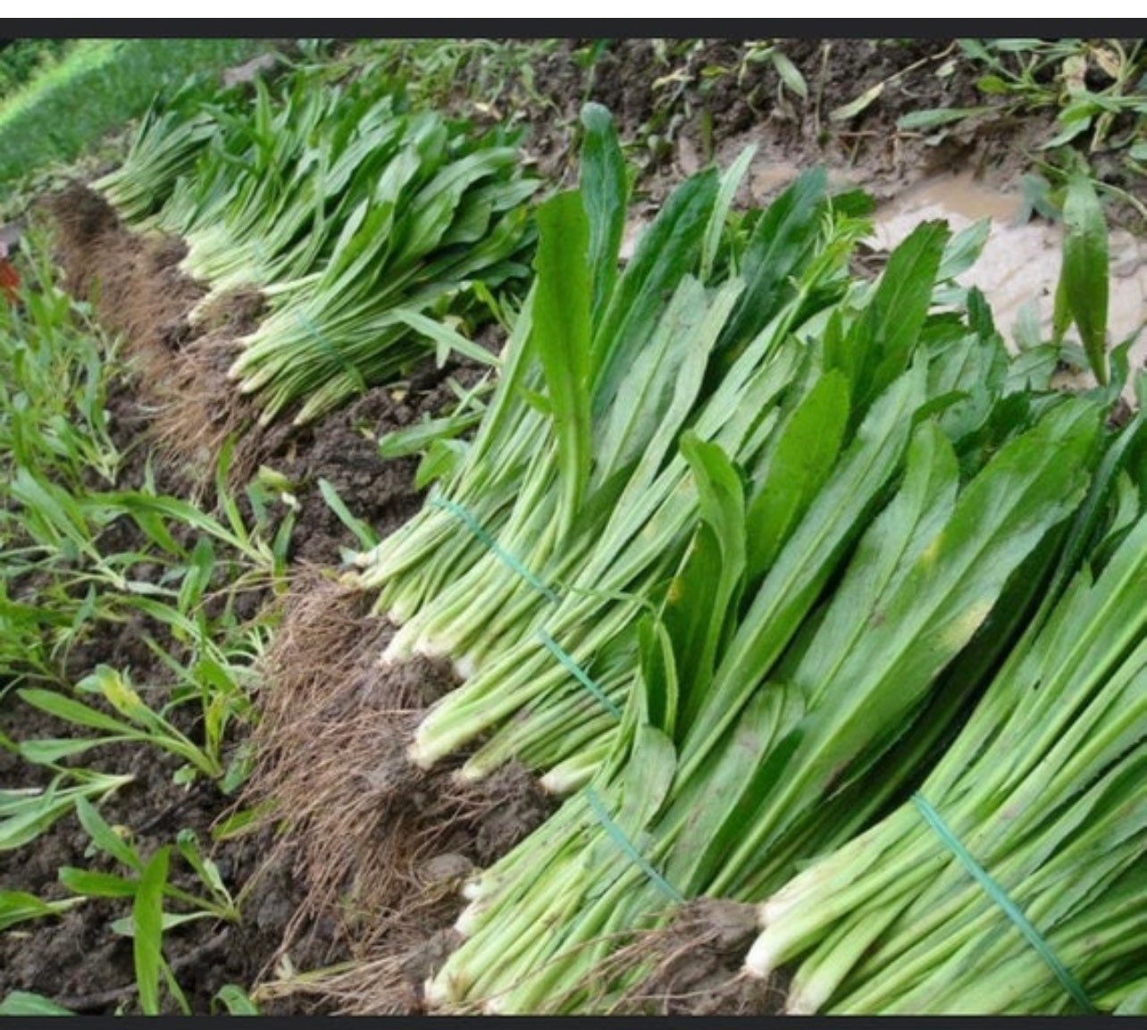 Thai Organic Parsley Mexican Coriander Recao Cilantro ancho Long Coriander Parsley 100+ Seeds Non-GMO Recao Culantro Seeds for Planting Eryngium foetidum 200 Culantro Seeds 