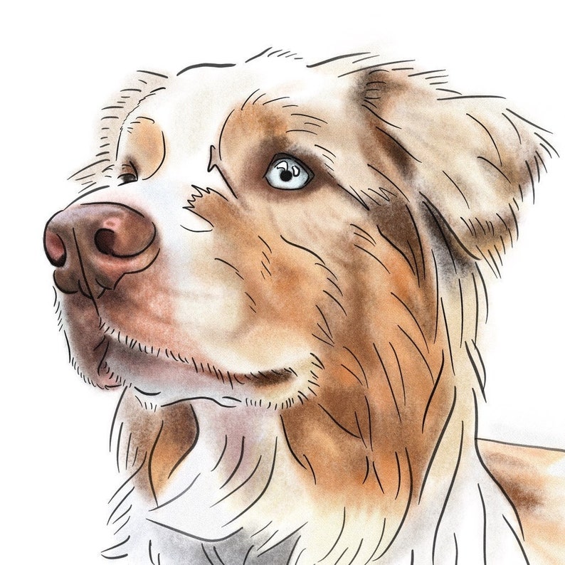 Puede incluir: Una ilustraci&oacute;n de acuarela de un perro pastor australiano marr&oacute;n y blanco con ojos azules mirando hacia la izquierda.