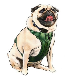 Puede incluir: Un perro pug marr&oacute;n claro con un arn&eacute;s verde y negro, sentado con la lengua fuera.