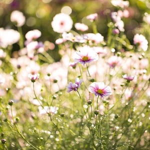 May include: A vibrant field of cosmos flowers, showcasing white petals edged with pink and yellow centres. The image features green stems and leaves, set against a soft, out-of-focus backdrop.