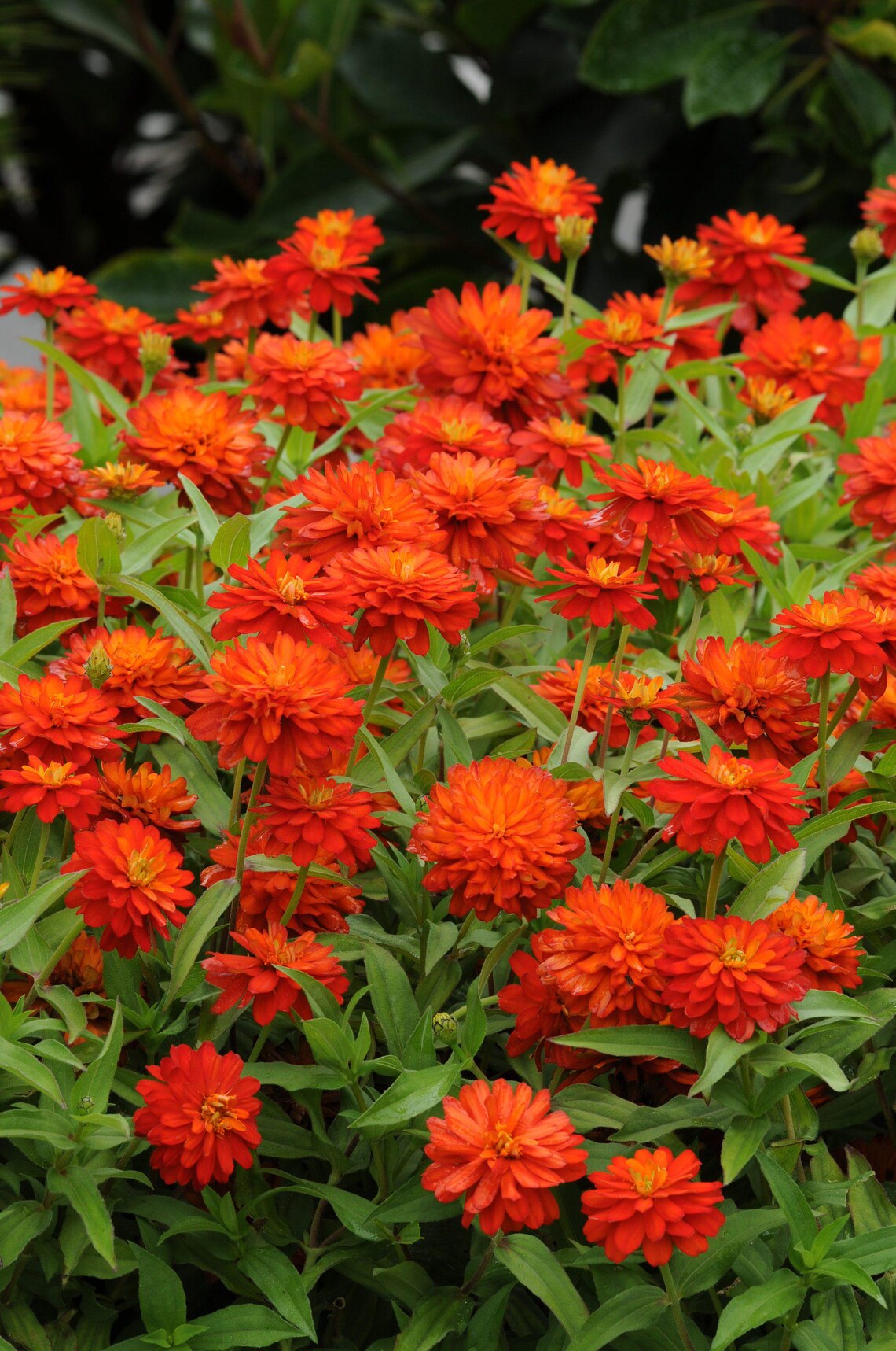 Zinnia Inca Inca Zinnia: Zinnia Elegans, Annual Cut Flower, 24 - 36