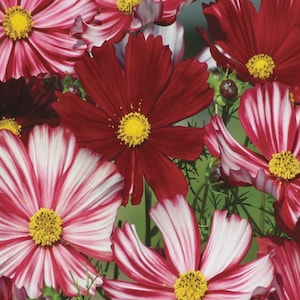 Peut inclure: Un groupe de fleurs cosmos présentant un mélange de pétales rouge foncé unis et de pétales blancs rayés de rouge. Chaque fleur possède un centre jaune texturé proéminent entouré de pétales fins et délicats. Tiges et feuillage verts visibles.